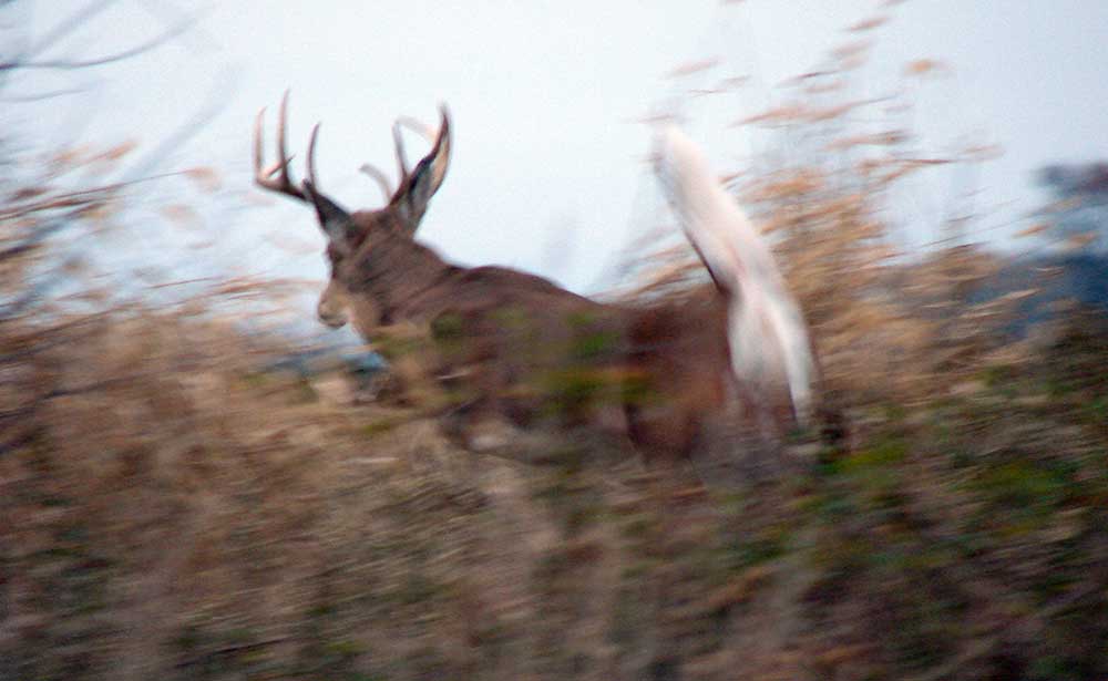 Chesapeake Guide Service