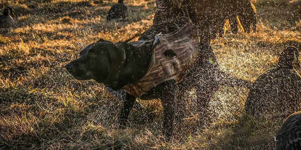 Chesapeake Guide Service