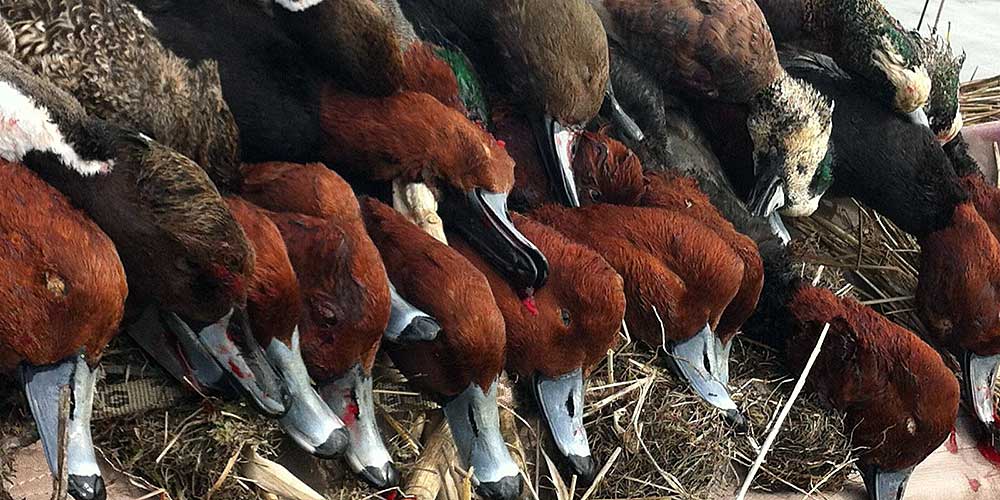 Chesapeake Guide Service